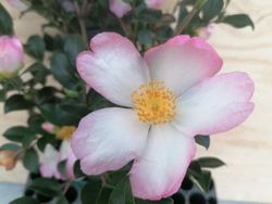 Camelia sasanqua Rainbow. Bicolor, flores de colores rosa y blanco