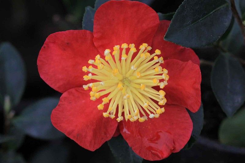 Camelia sasanqua Yuletide. Flor Roja
