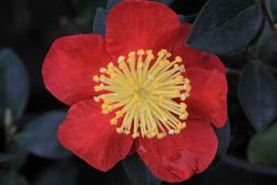 Camelia sasanqua Yuletide. Flor Roja