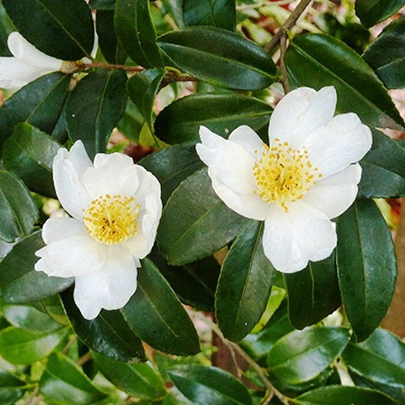 Camelia Sinensis Planta del Té