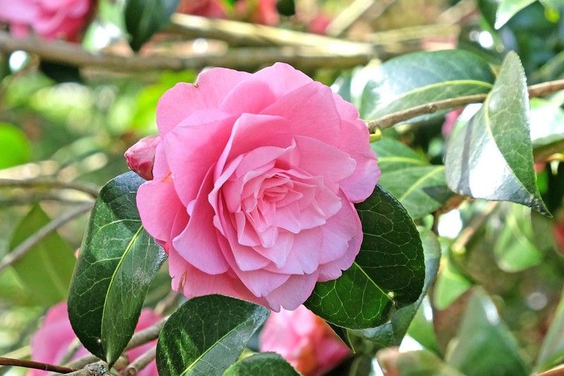 Camelia x hibrido Joe Nuccio