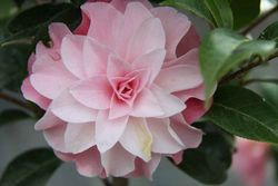 Camelia x williansii Buttons bows