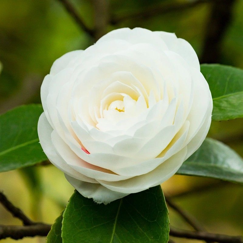 Camellia Japónica
