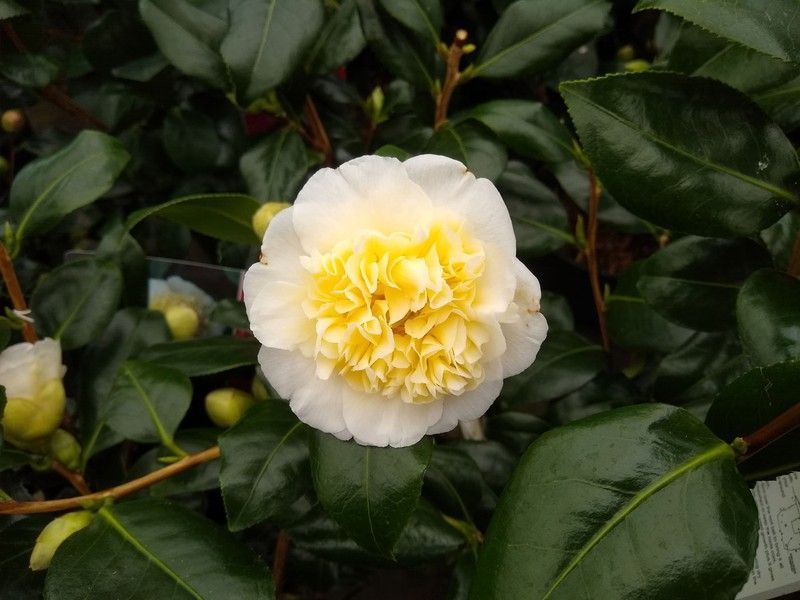 Camellia japonica "Brushfield's yellow"
