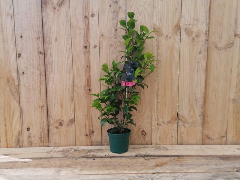 Camellia japonica "Cassandra"