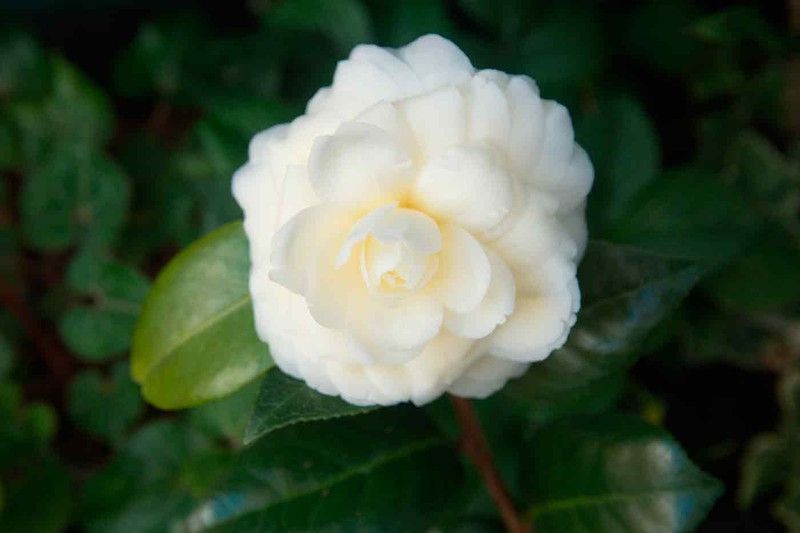 Camellia japonica dahlonega