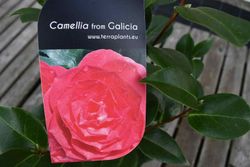 Camellia japonica "Dama de Tollo"