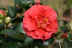 Camellia japonica "Lady Campbell"