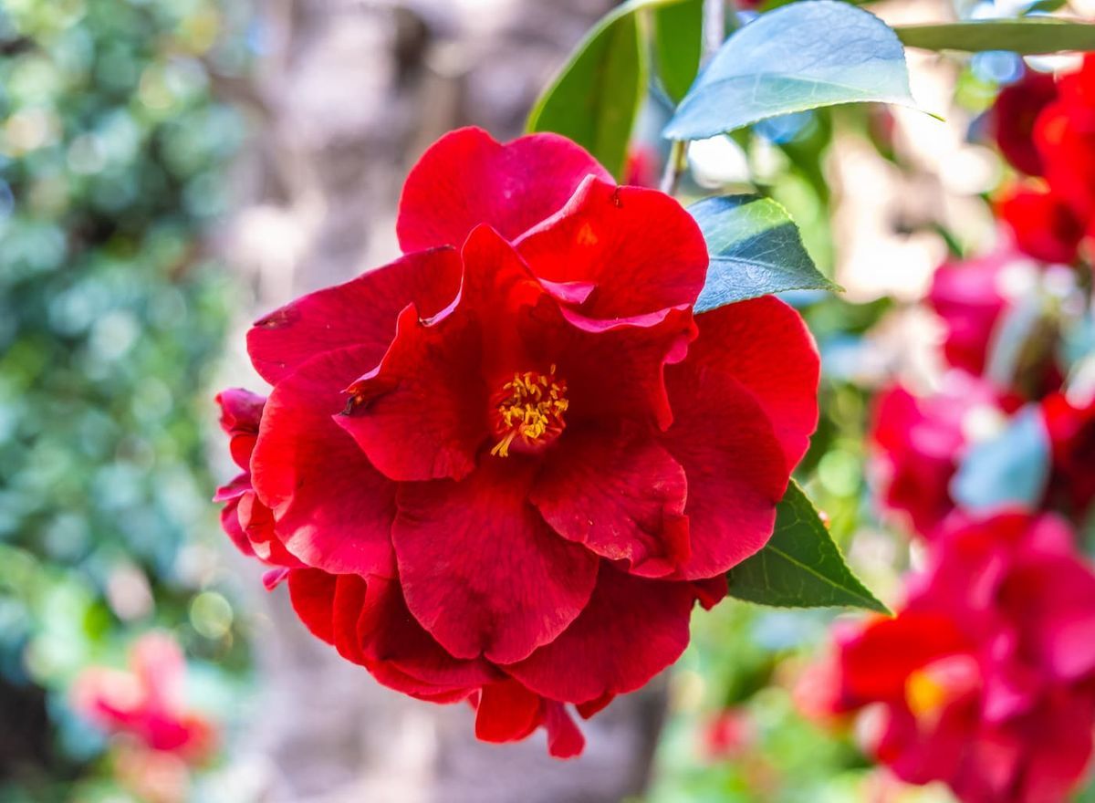 Camellia japonica Royal velvet