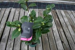 Camellia japonica "Scentsation"