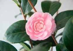 Camellia japonica "Uso otome"