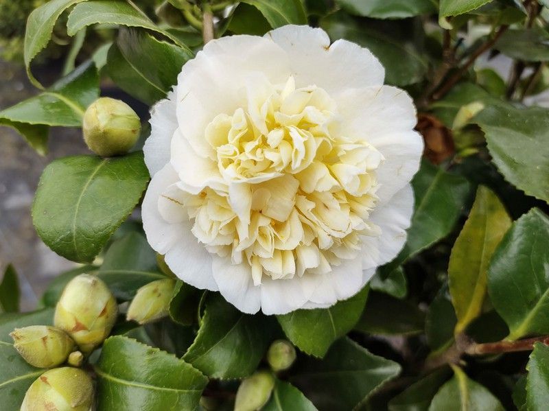 Camellia williamsii "Jury's Yellow"
