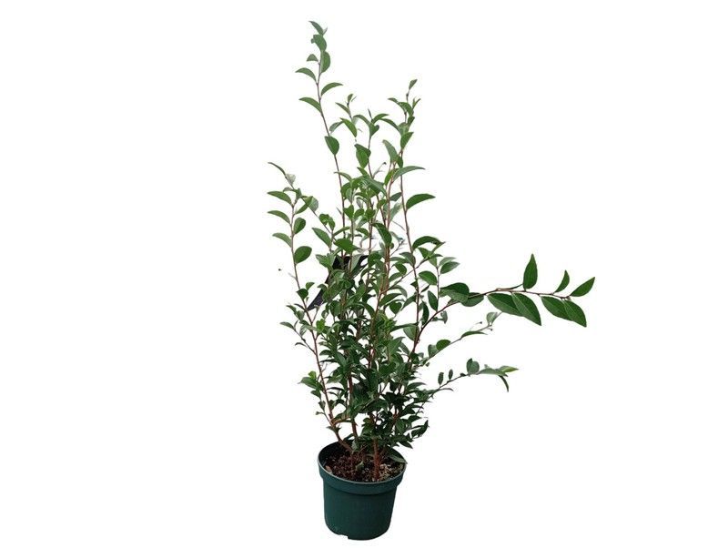 Camellia x hybrida Fragrant Joy