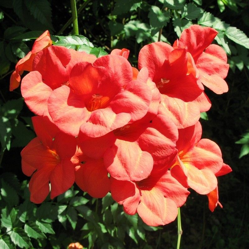 Campsis Grandiflora Jazmín de Virginia