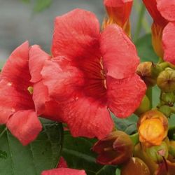 Campsis Radicans