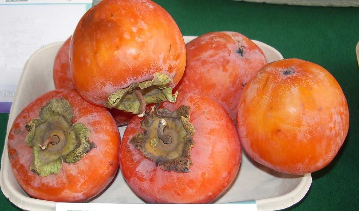 Caqui Chocolate C-26 ITALIA