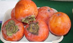 Caqui Chocolate C-26 ITALIA