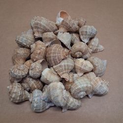 Caracola De Mar Diámetro  5/7 cm. (Bolsa 35-/40 U.) 1000Gr