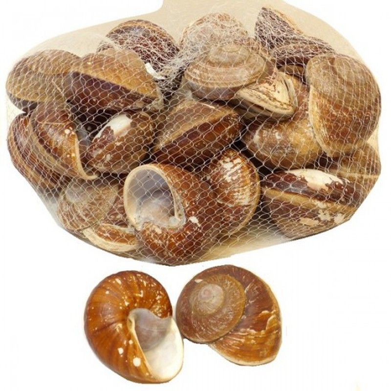 Caracolas De Mar Diámetro  9Cm. (Bolsa 1 Kg., 30U. Aprox.)
