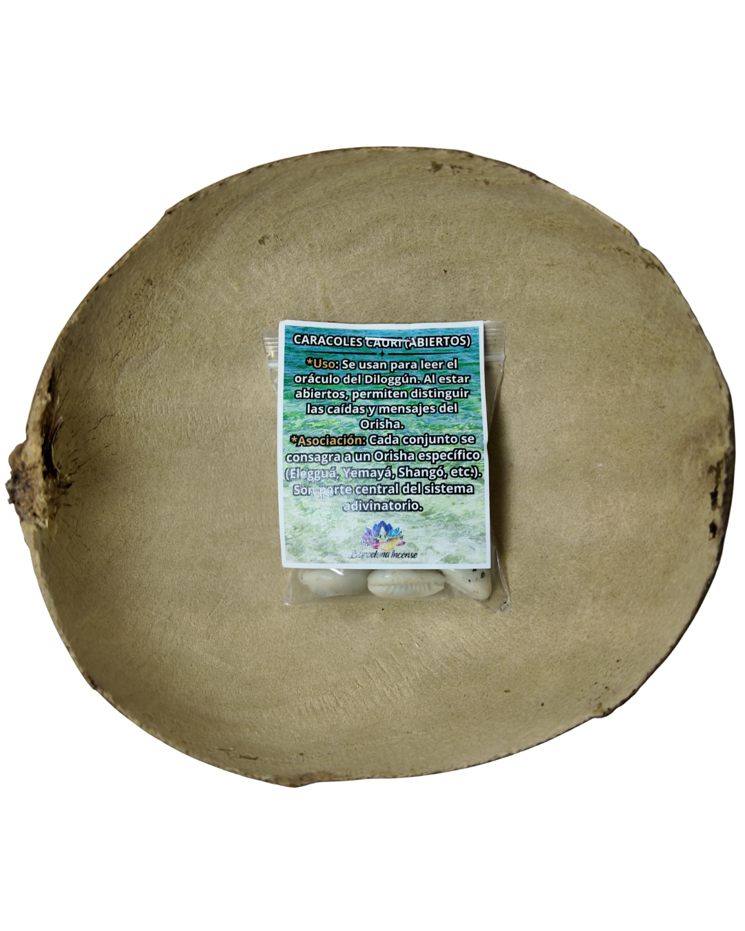 Caracoles Cauri Abiertos para Oráculo y Sabiduría Divina