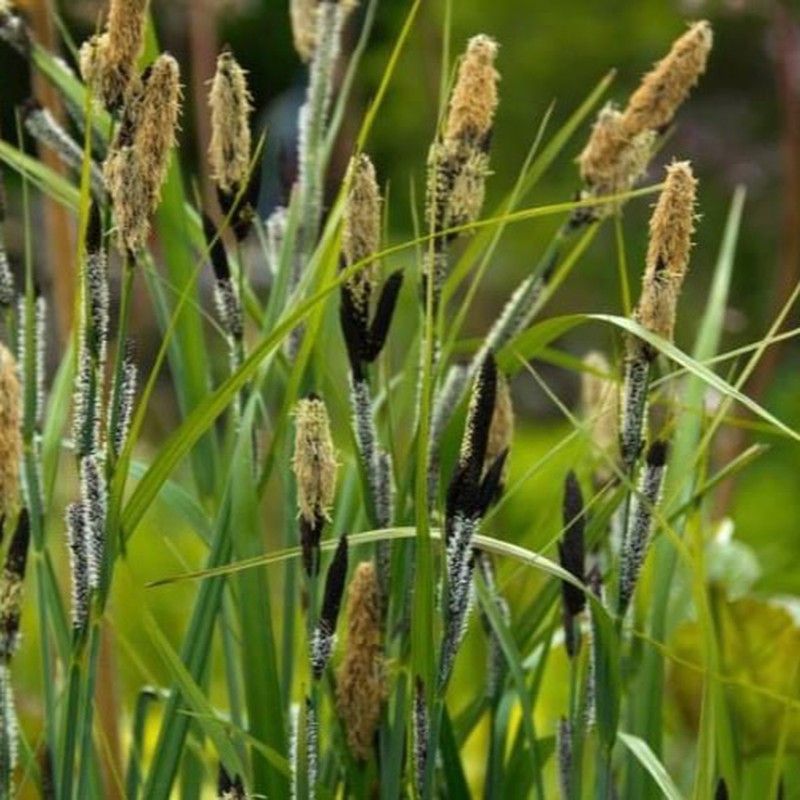 Carex Riparia