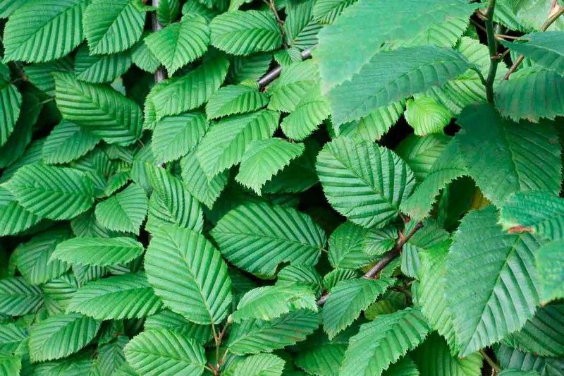 Carpe, carpino, haya blanca, Carpinus betulus.