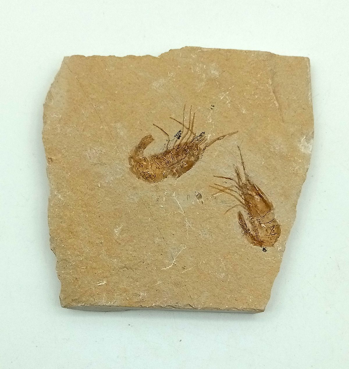 Carpopenaeus callirostris Grupo de 2 (Gamba fósil)