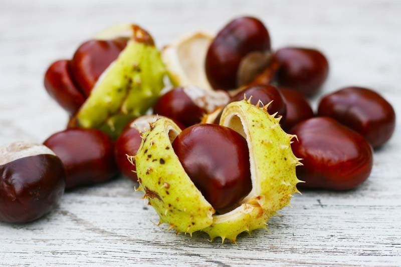 Castaño de indias, Aesculus hippocastanum