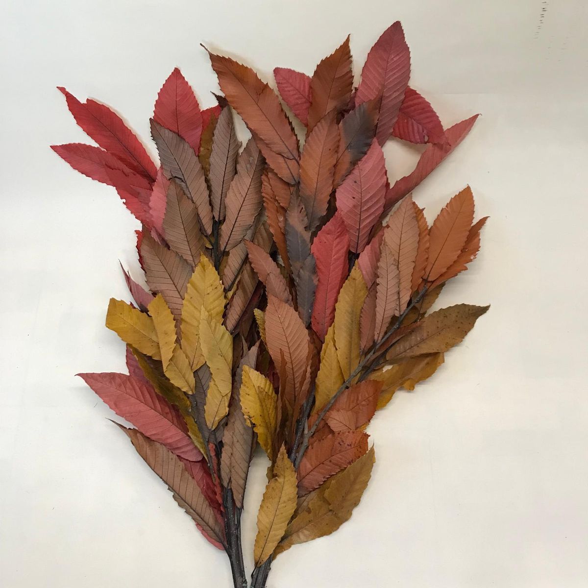 Castaño Otoñal Preservado