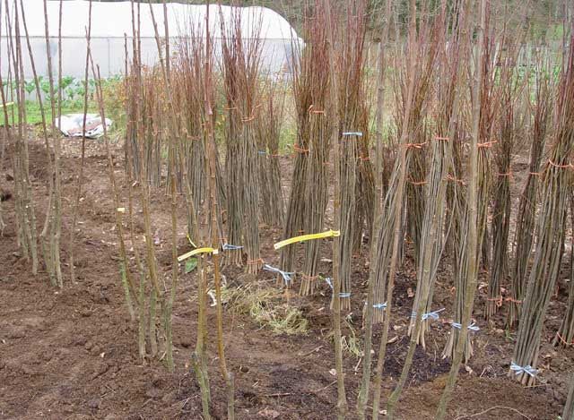 Castaños de fruto injertado