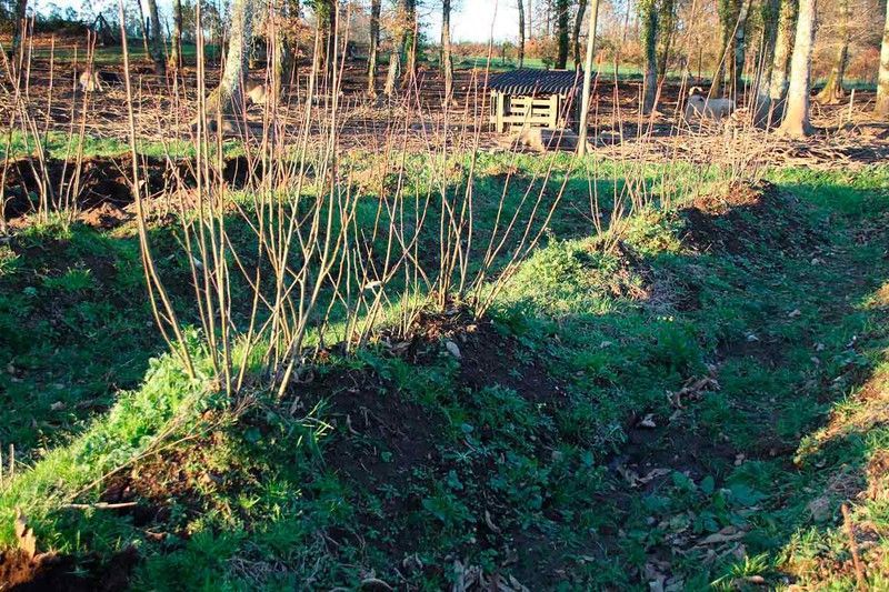 Castaños híbridos para madera de 100/150 cm