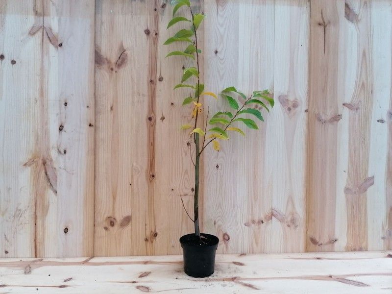 Castaños Maruxa para fruto en maceta