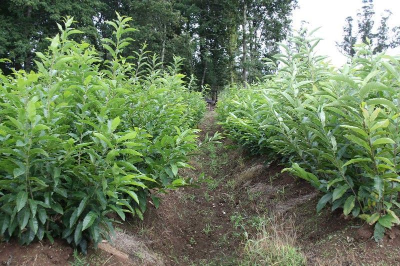 Castaños para producción de madera de 50/100 cm