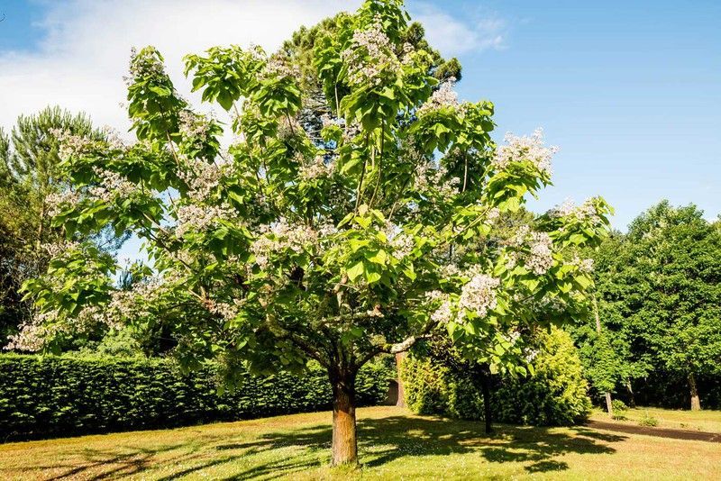 Catalpa, árbol trompeta, Catalpa bignonioides