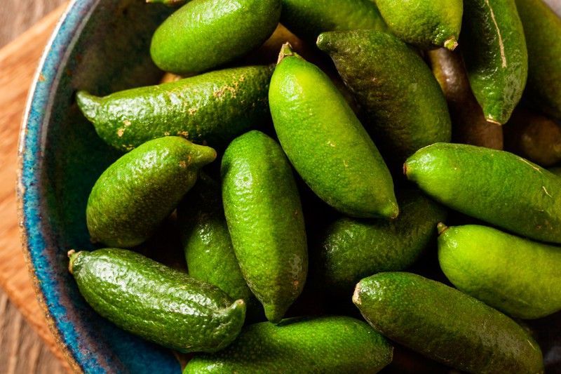 Caviar cítrico verde en maceta. Microcitrus Australasica