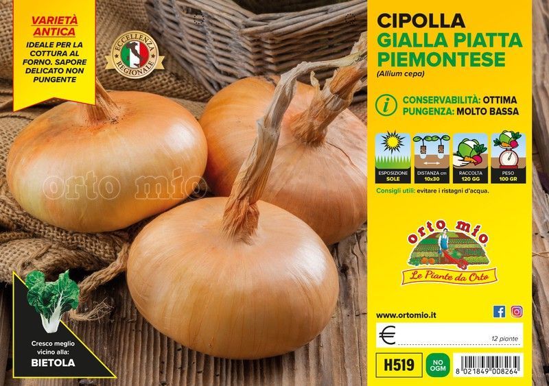 Cebolla Amarilla Plano Piamontés 12 Plantas en Pack