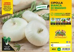 Cebolla Blanca Plana de Mayo 12 Plantas en Pack