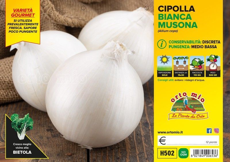 Cebolla Blanca Redonda Musona y Agostana 12 Plantas en Pack