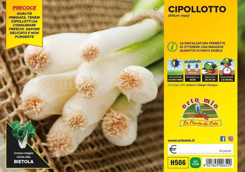 Cebolla Blanca Tierna Cipollotto 12 Plantas Pack