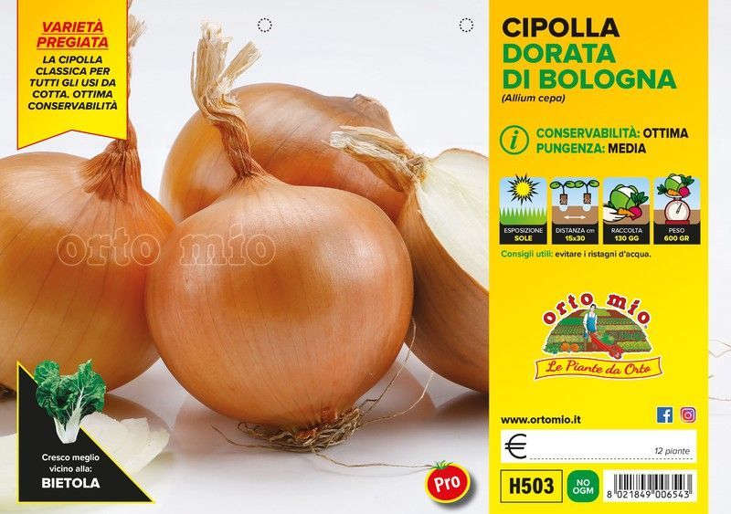 Cebolla Dorada Saratonga y Vuelta 12 Plantas en Pack