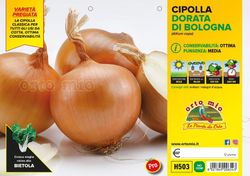 Cebolla Dorada Saratonga y Vuelta 12 Plantas en Pack