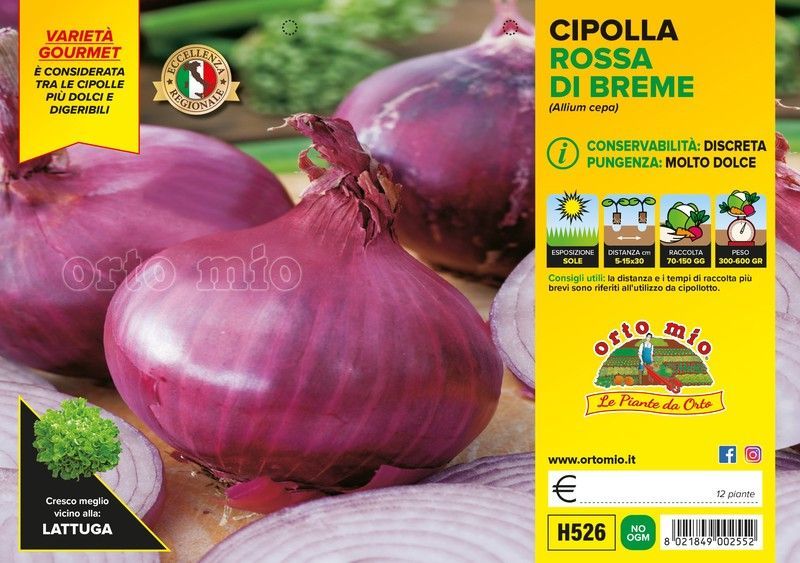 Cebolla Roja Dulce Bremen 12 Plantas en Pack