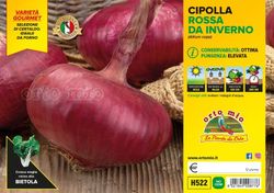 Cebolla Roja Plana Italia 12 Plantas en Pack