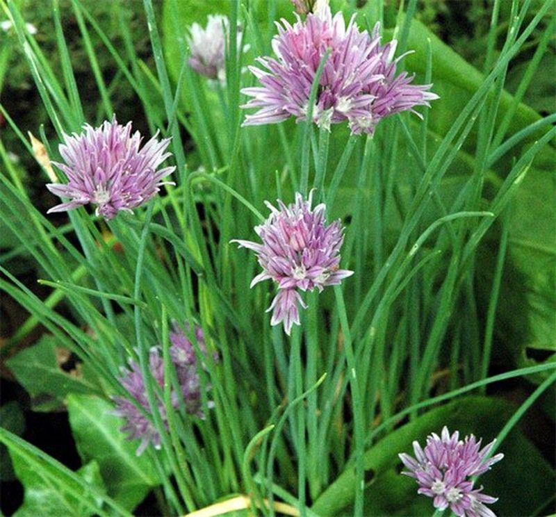 Cebollino Bio (Ciboulette)