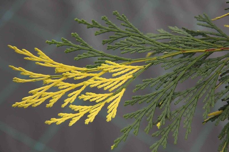 Cedro de incienso variegado, Calocedrus decurrens 'Aurovariegata'