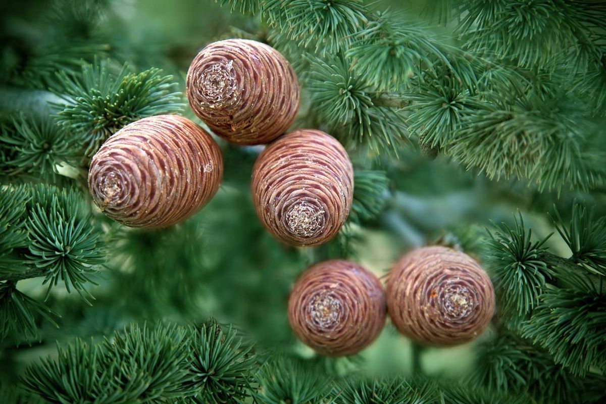 Cedro del atlas, Cedrus atlantica