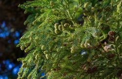 Cedro del japón, Cryptomeria japonica "Elegans Viridis"