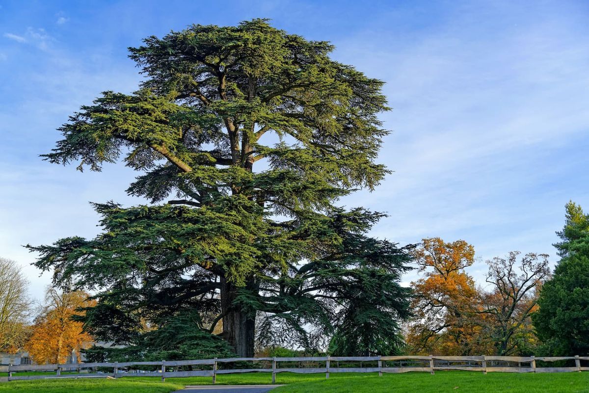 Cedro del líbano - Cedrus libani
