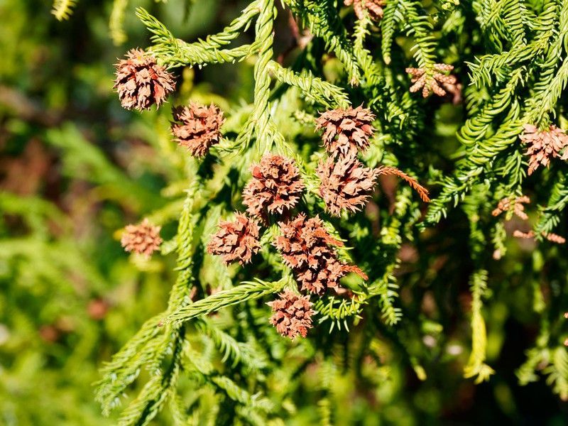 Cedro japonés, Cryptomeria japonica