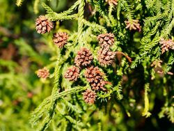 Cedro japonés, Cryptomeria japonica